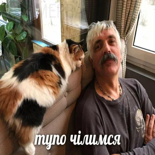 window person domestic cat