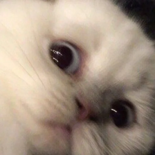 Sticker mewwhatcaatss - 1