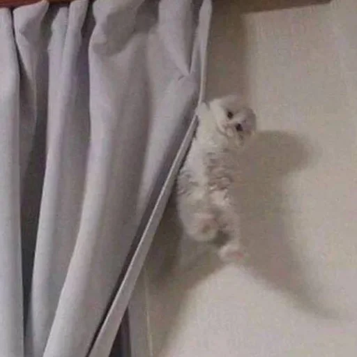 Sticker mewwhatcaatss - 1