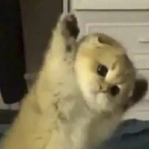 Sticker mewwhatcaatss - 1