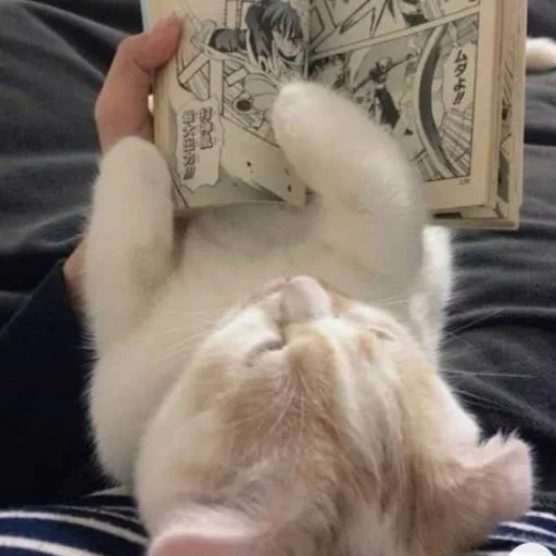 Sticker mewwhatcaatss - 1