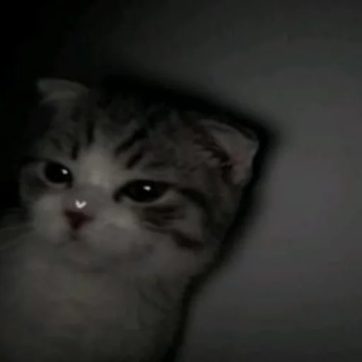 Sticker mewwhatcaatss - 1