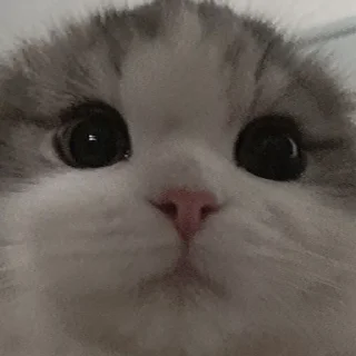 Sticker мяу. - 10