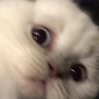 Sticker мяу. - 11