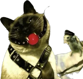 Sticker мемы от лизы - 0