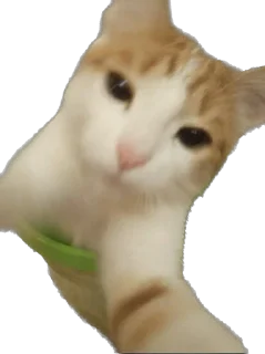 Sticker мемы от лизы - 2