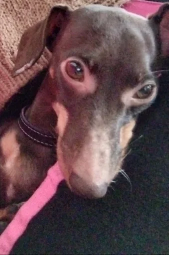 dog breed pet animal