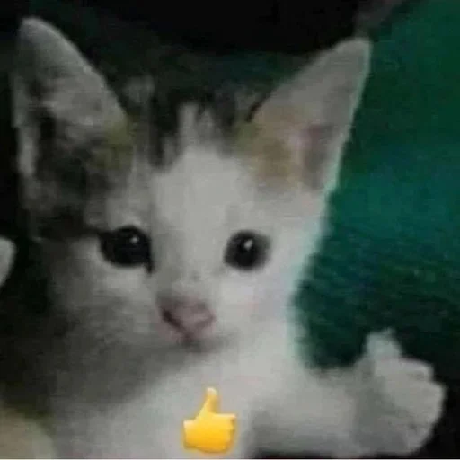 mammal animal small to medium-sized cats