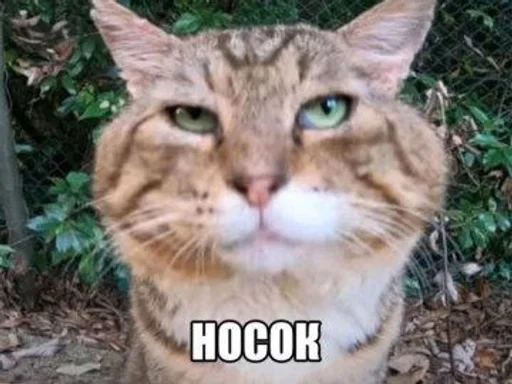 бебра :: @fStikBot - animal