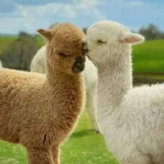 Sticker Больше стиков тут: @stikery4 - 7