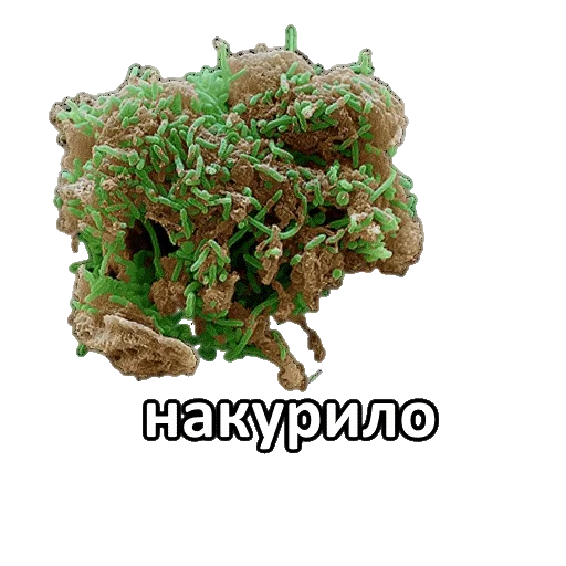 СМС карта риф