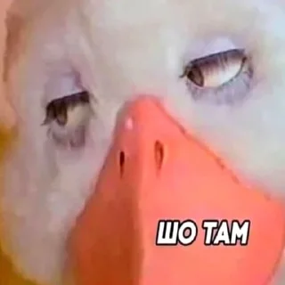 Sticker micro_lol 2 - 2