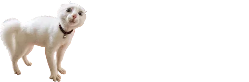 животное млекопитающее лошадь