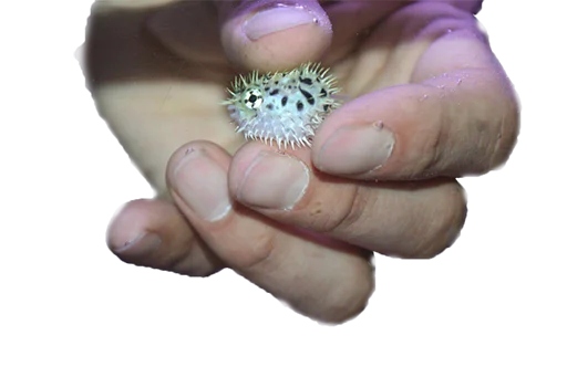 Sticker microchels - 1