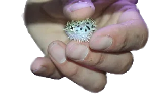 Стикер микрочелы - 11