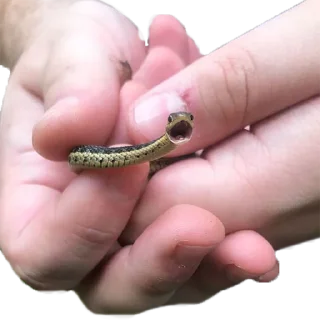 Стикер микрочелы - 9