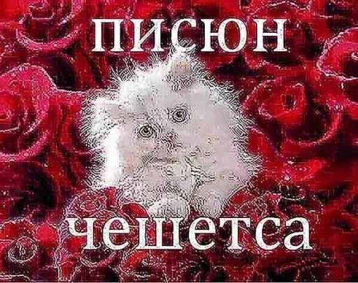 СМС книга плакат