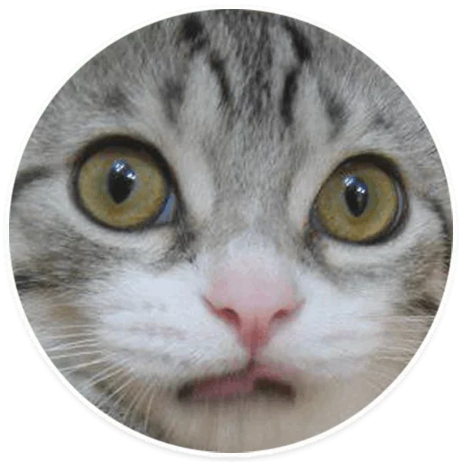 mammal animal small to medium-sized cats