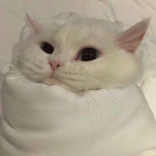 Sticker miiu by @fStikBot - 11