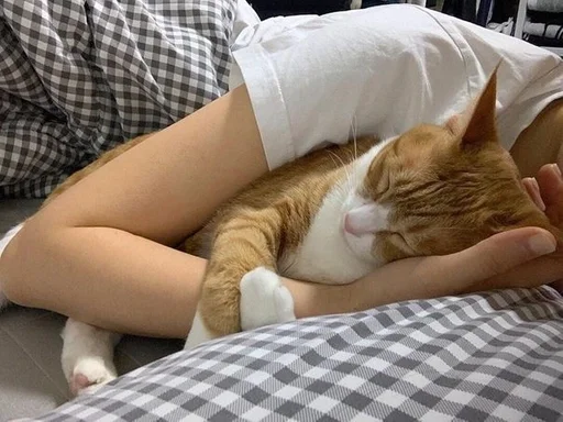 Sticker miiu by @fStikBot - 9