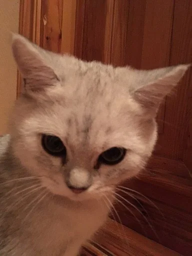 Sticker miiu by @fStikBot - 7