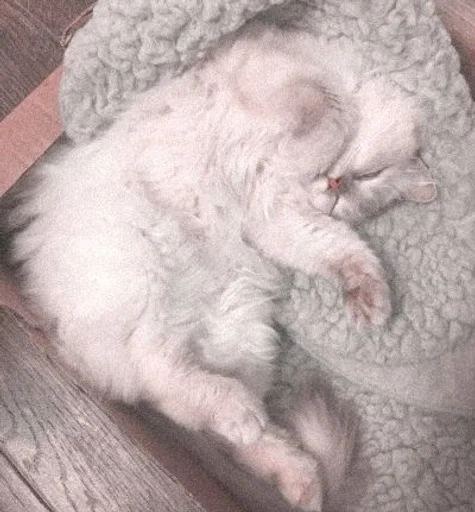 Sticker miiu by @fStikBot - 6