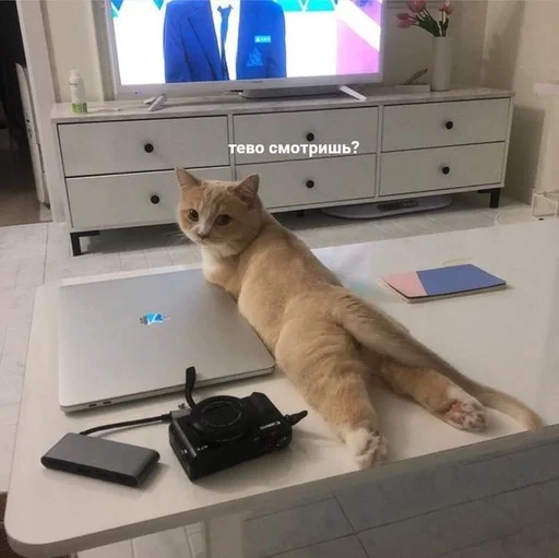 Sticker miiu by @fStikBot - 5