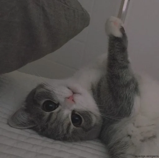 Sticker miiu by @fStikBot - 3