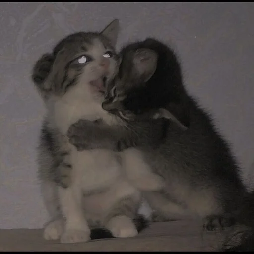 Sticker miiu by @fStikBot - 2