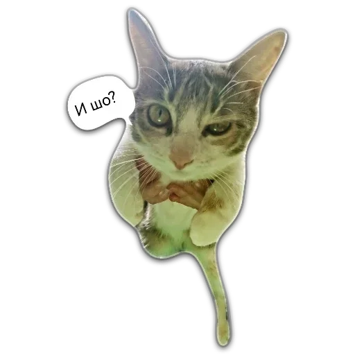 Sticker mijhqkhMfLCpfeprOV_by_stickers_stealer_bot - 1