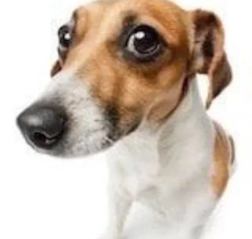 mammal dog breed animal