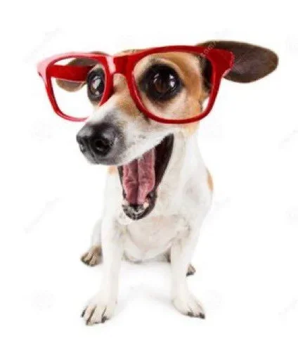 животное порода собак собака