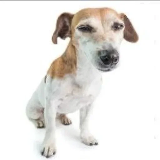 млекопитающее животное порода собак