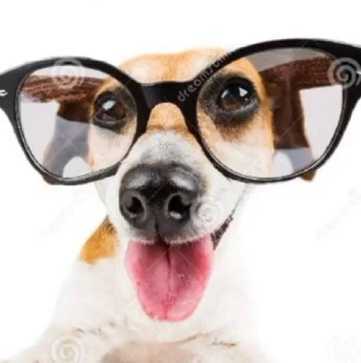 animal dog breed eyewear
