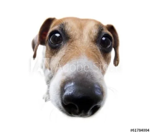 dog breed mammal animal