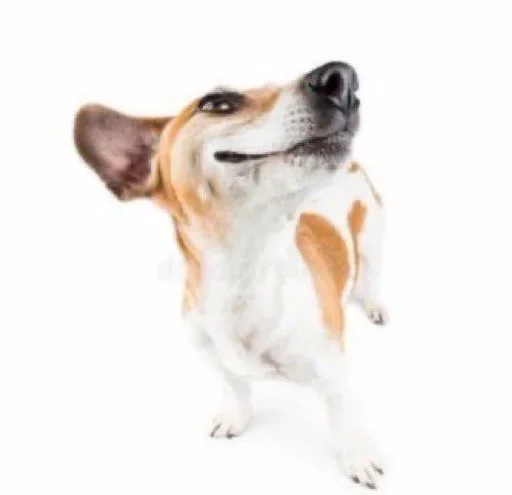 млекопитающее порода собак животное