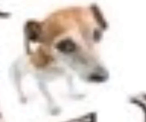 порода собак домашнее животное борзая