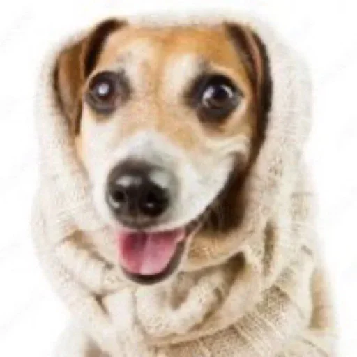 порода собак домашнее животное млекопитающее