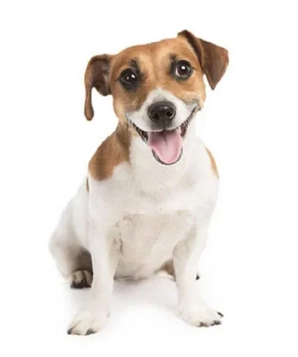 млекопитающее порода собак собака