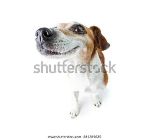 порода собак животное домашнее животное