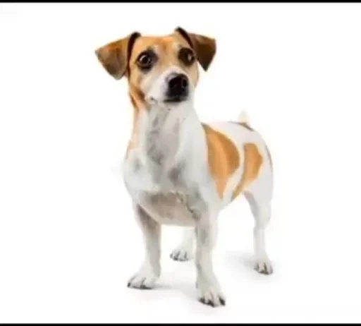 млекопитающее собака порода собак