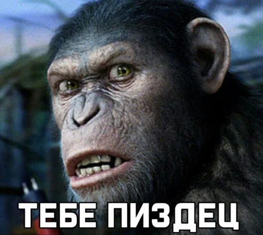 животное млекопитающее примат