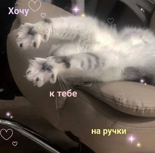 кошки малого и среднего размера кошачьи животное