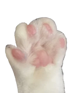 Стикер Котики - 6