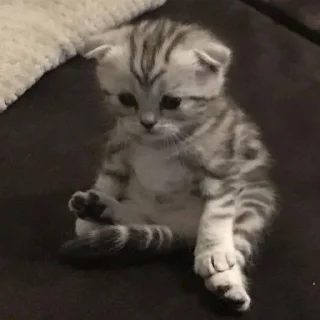 Стикер Котики - 2