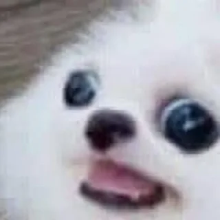 Стикер Котики - 9