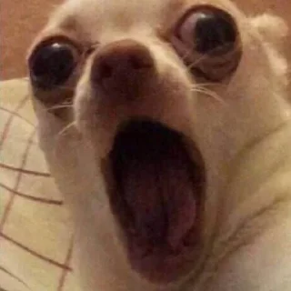 Стикер Котики - 5