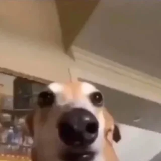 Стикер Котики - 8