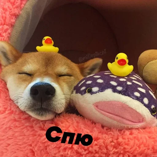 Стикер Милая псина @chirpani - 10