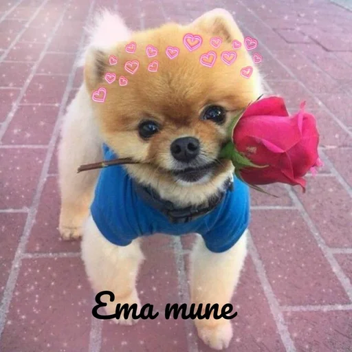 Стикер Милая псина @chirpani - 8